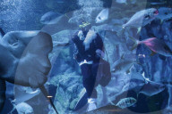FEATURE - Weihnachten: Chlaus schwimmt im Aquarium in Seoul 