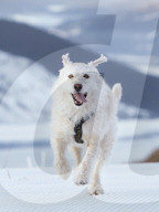 FEATURE - Strassenhund Arthur aus Ecuador macht mit seiner neuen Familie den ersten Winterurlaub 