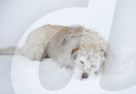 FEATURE - Strassenhund Arthur aus Ecuador macht mit seiner neuen Familie den ersten Winterurlaub 