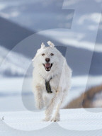FEATURE - Strassenhund Arthur aus Ecuador macht mit seiner neuen Familie den ersten Winterurlaub 