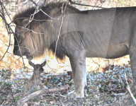 FEATURE - Nur Freunde: Löwe und Antilope