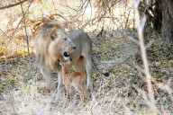 FEATURE - Nur Freunde: Löwe und Antilope