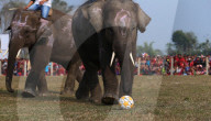 FEATURE - Elefanten-Festival in Nepal