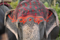 FEATURE - Elefanten-Festival in Nepal