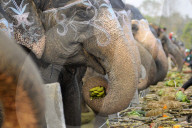 FEATURE - Elefanten-Festival in Nepal