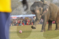 FEATURE - Elefanten-Festival in Nepal