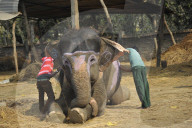 FEATURE - Elefanten-Festival in Nepal