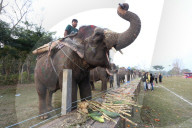 FEATURE - Elefanten-Festival in Nepal