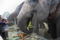 FEATURE - Elefanten-Festival in Nepal