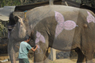 FEATURE - Elefanten-Festival in Nepal
