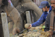 FEATURE - Elefanten-Festival in Nepal