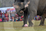 FEATURE - Elefanten-Festival in Nepal