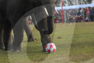 FEATURE - Elefanten-Festival in Nepal
