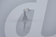 FEATURE - Ein Vogel fischt im Nebel in Nepal
