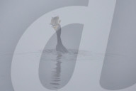 FEATURE - Ein Vogel fischt im Nebel in Nepal