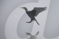 FEATURE - Ein Vogel fischt im Nebel in Nepal