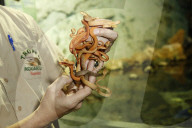 FEATURE - Inventur im Tropen-Aquarium im Hagenbeck Zoo