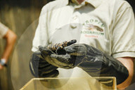 FEATURE - Inventur im Tropen-Aquarium im Hagenbeck Zoo