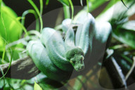 FEATURE - Inventur im Tropen-Aquarium im Hagenbeck Zoo