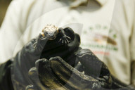 FEATURE - Inventur im Tropen-Aquarium im Hagenbeck Zoo