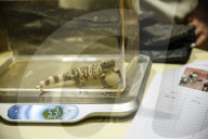 FEATURE - Inventur im Tropen-Aquarium im Hagenbeck Zoo