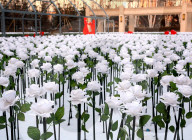 FEATURE - China: 9999 leuchtende weisse Rosen in Shenyang