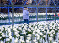 FEATURE - China: 9999 leuchtende weisse Rosen in Shenyang