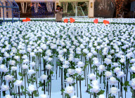 FEATURE - China: 9999 leuchtende weisse Rosen in Shenyang