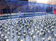 FEATURE - China: 9999 leuchtende weisse Rosen in Shenyang