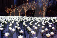 FEATURE - China: 9999 leuchtende weisse Rosen in Shenyang