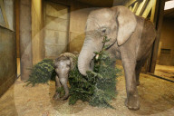FEATURE - Kleiner Elefant Ayo erfreut sich an einem Weihnachtsbaum im Bergzoo Halle