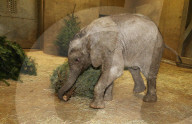 FEATURE - Kleiner Elefant Ayo erfreut sich an einem Weihnachtsbaum im Bergzoo Halle
