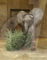 FEATURE - Kleiner Elefant Ayo erfreut sich an einem Weihnachtsbaum im Bergzoo Halle