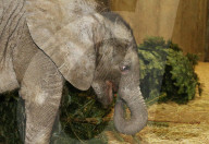 FEATURE - Kleiner Elefant Ayo erfreut sich an einem Weihnachtsbaum im Bergzoo Halle