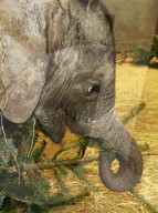 FEATURE - Kleiner Elefant Ayo erfreut sich an einem Weihnachtsbaum im Bergzoo Halle