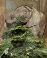 FEATURE - Kleiner Elefant Ayo erfreut sich an einem Weihnachtsbaum im Bergzoo Halle