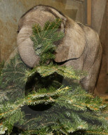 FEATURE - Kleiner Elefant Ayo erfreut sich an einem Weihnachtsbaum im Bergzoo Halle