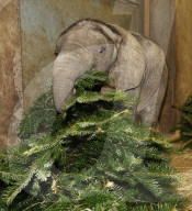 FEATURE - Kleiner Elefant Ayo erfreut sich an einem Weihnachtsbaum im Bergzoo Halle