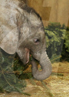 FEATURE - Kleiner Elefant Ayo erfreut sich an einem Weihnachtsbaum im Bergzoo Halle