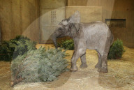 FEATURE - Kleiner Elefant Ayo erfreut sich an einem Weihnachtsbaum im Bergzoo Halle