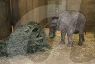 FEATURE - Kleiner Elefant Ayo erfreut sich an einem Weihnachtsbaum im Bergzoo Halle