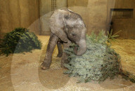 FEATURE - Kleiner Elefant Ayo erfreut sich an einem Weihnachtsbaum im Bergzoo Halle