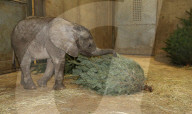 FEATURE - Kleiner Elefant Ayo erfreut sich an einem Weihnachtsbaum im Bergzoo Halle