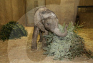 FEATURE - Kleiner Elefant Ayo erfreut sich an einem Weihnachtsbaum im Bergzoo Halle