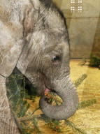 FEATURE - Kleiner Elefant Ayo erfreut sich an einem Weihnachtsbaum im Bergzoo Halle