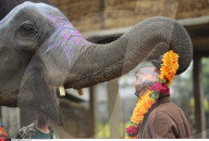 FEATURE - Nepal: Elefantenfestival in Sauhara