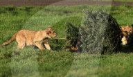 FEATURE - Löwenfamilie erfreut sich an Christbäumen