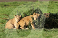 FEATURE - Löwenfamilie erfreut sich an Christbäumen