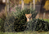 FEATURE - Löwenfamilie erfreut sich an Christbäumen