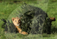 FEATURE - Löwenfamilie erfreut sich an Christbäumen